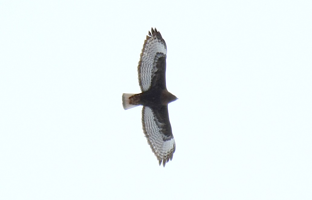 Red-tailed Hawk (calurus/abieticola) - Jerry Liguori