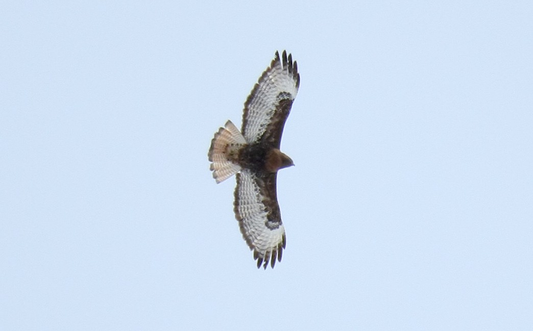Red-tailed Hawk (calurus/abieticola) - ML239391591