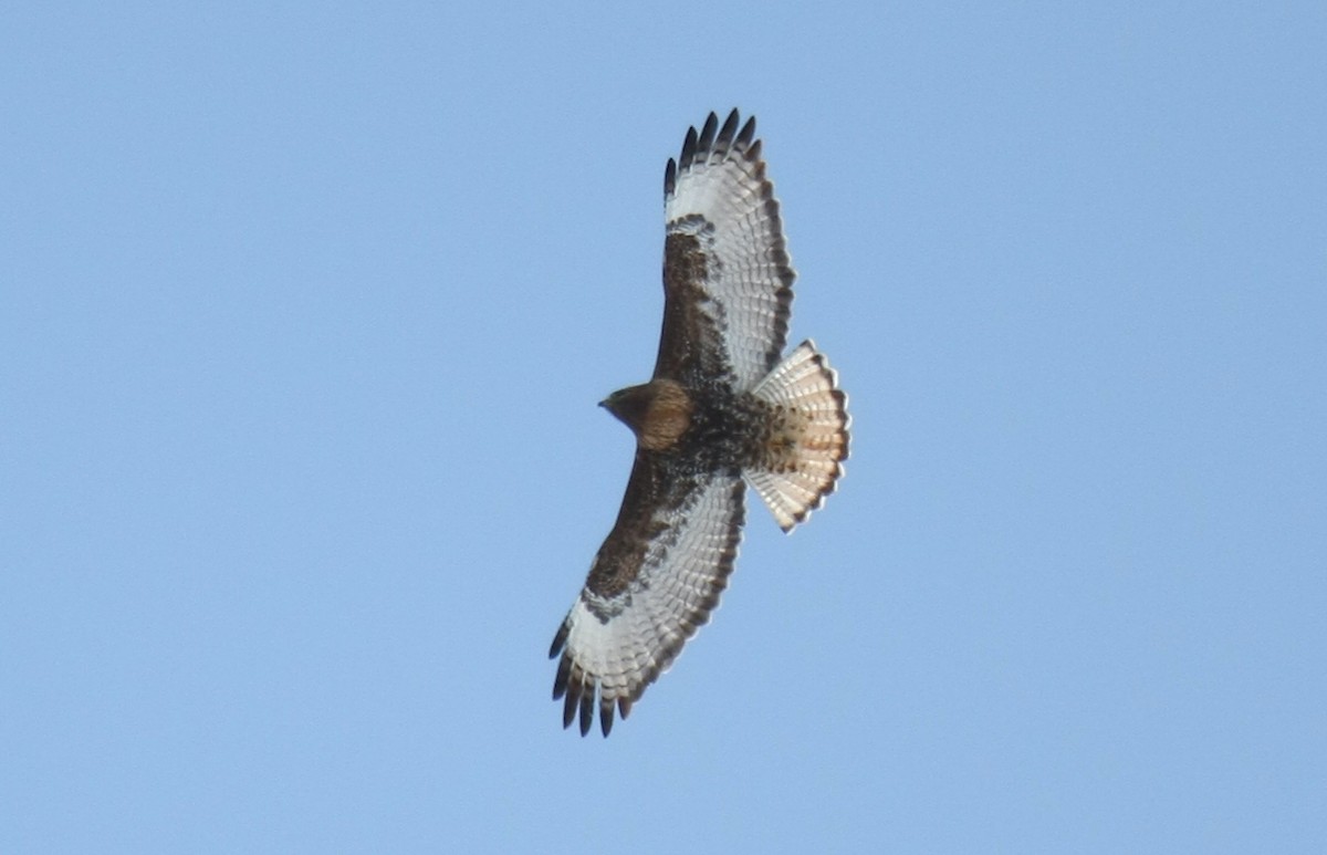 Red-tailed Hawk (calurus/abieticola) - ML239391611