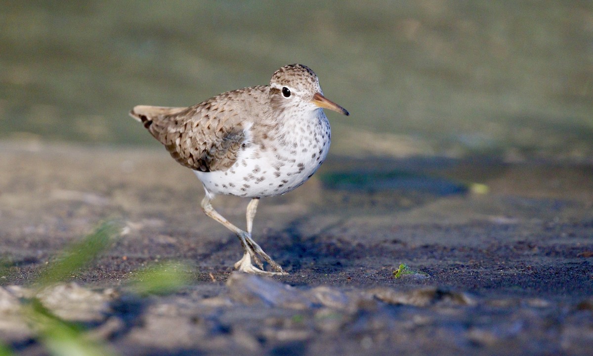 Spotted Sandpiper - Aaron Boone
