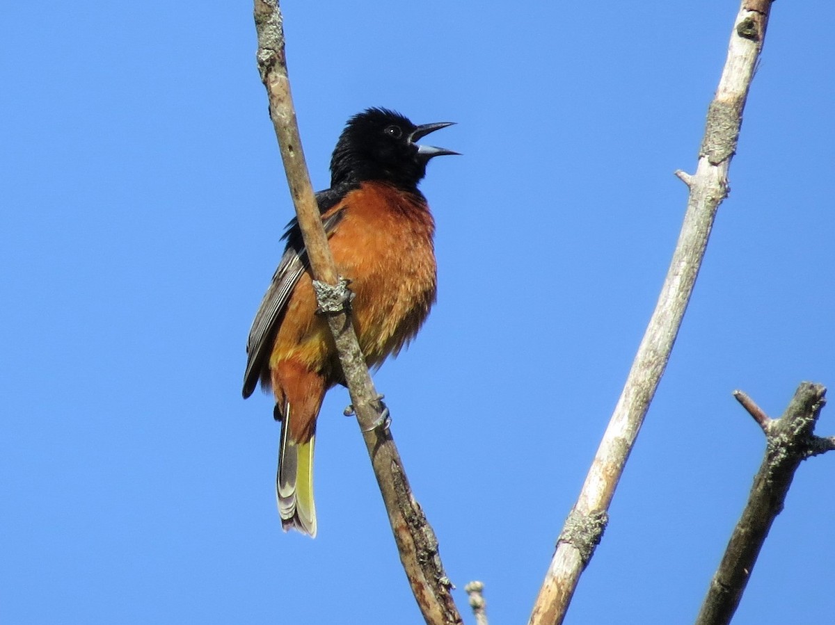 Orchard Oriole - ML239393191