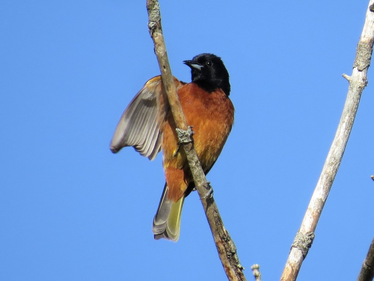 Orchard Oriole - ML239393231
