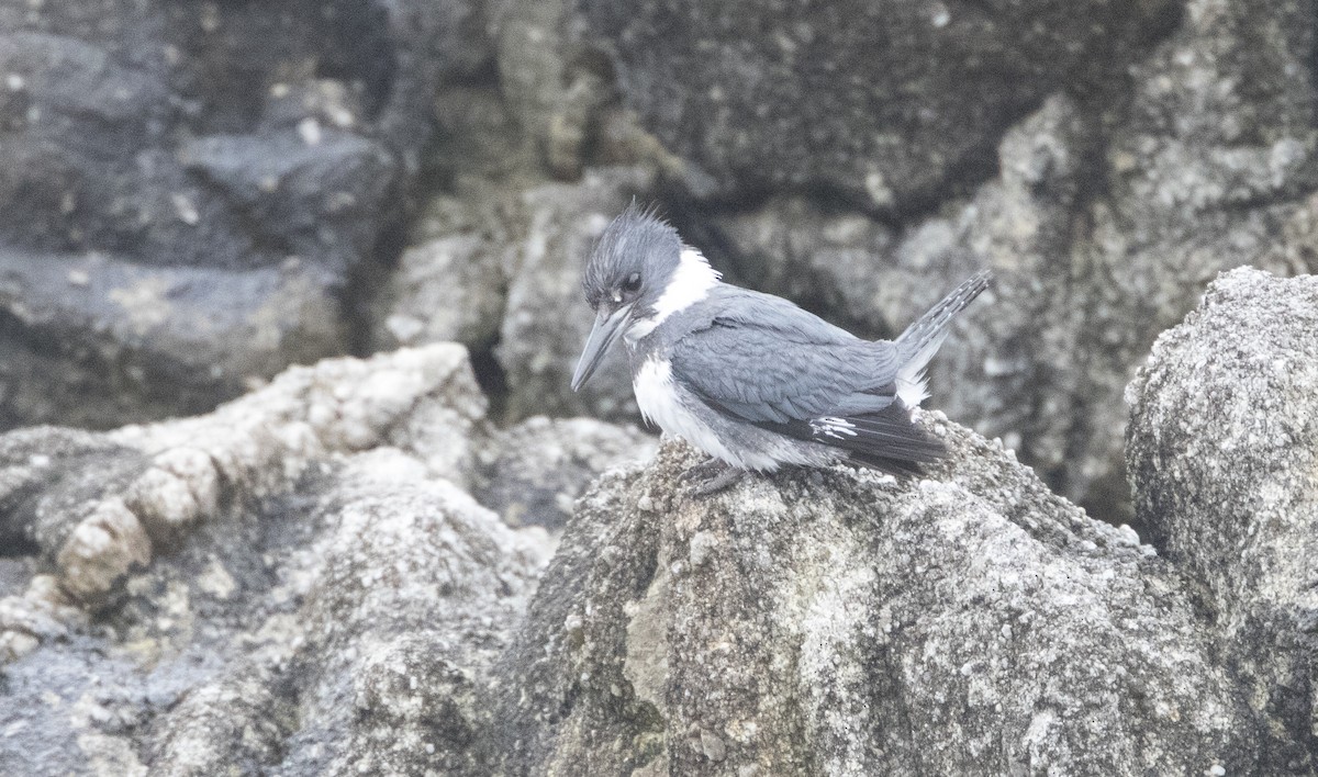 Belted Kingfisher - ML23939381