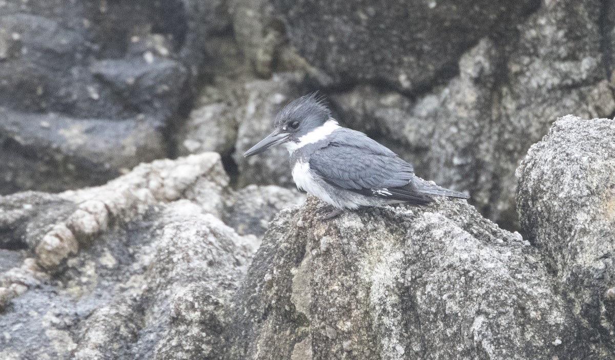 Belted Kingfisher - ML23939391
