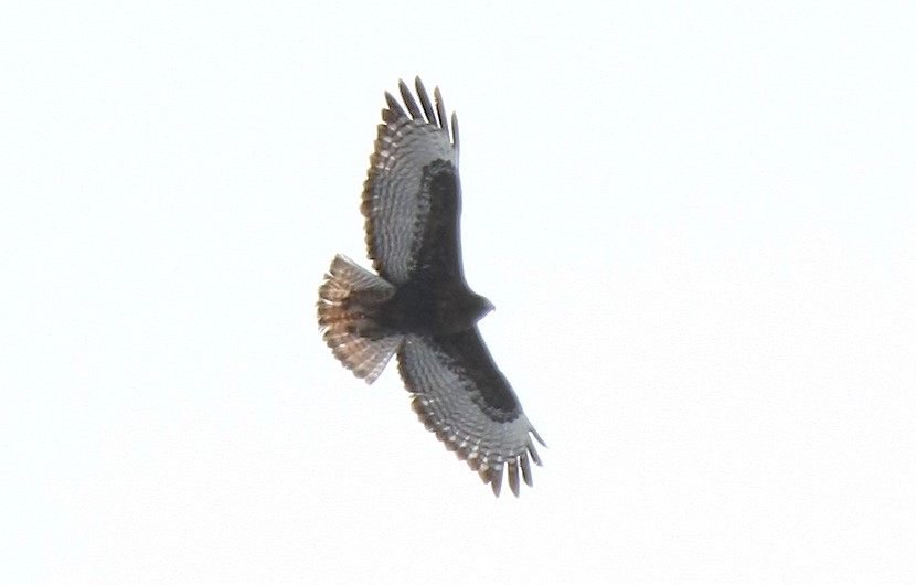 Red-tailed Hawk (calurus/abieticola) - ML239396851