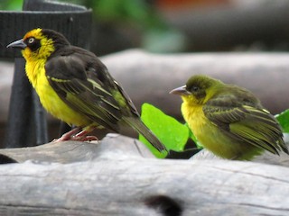 Männchen und juveniler Vogel (Reichenow's) - Diane Drobka - ML239396941