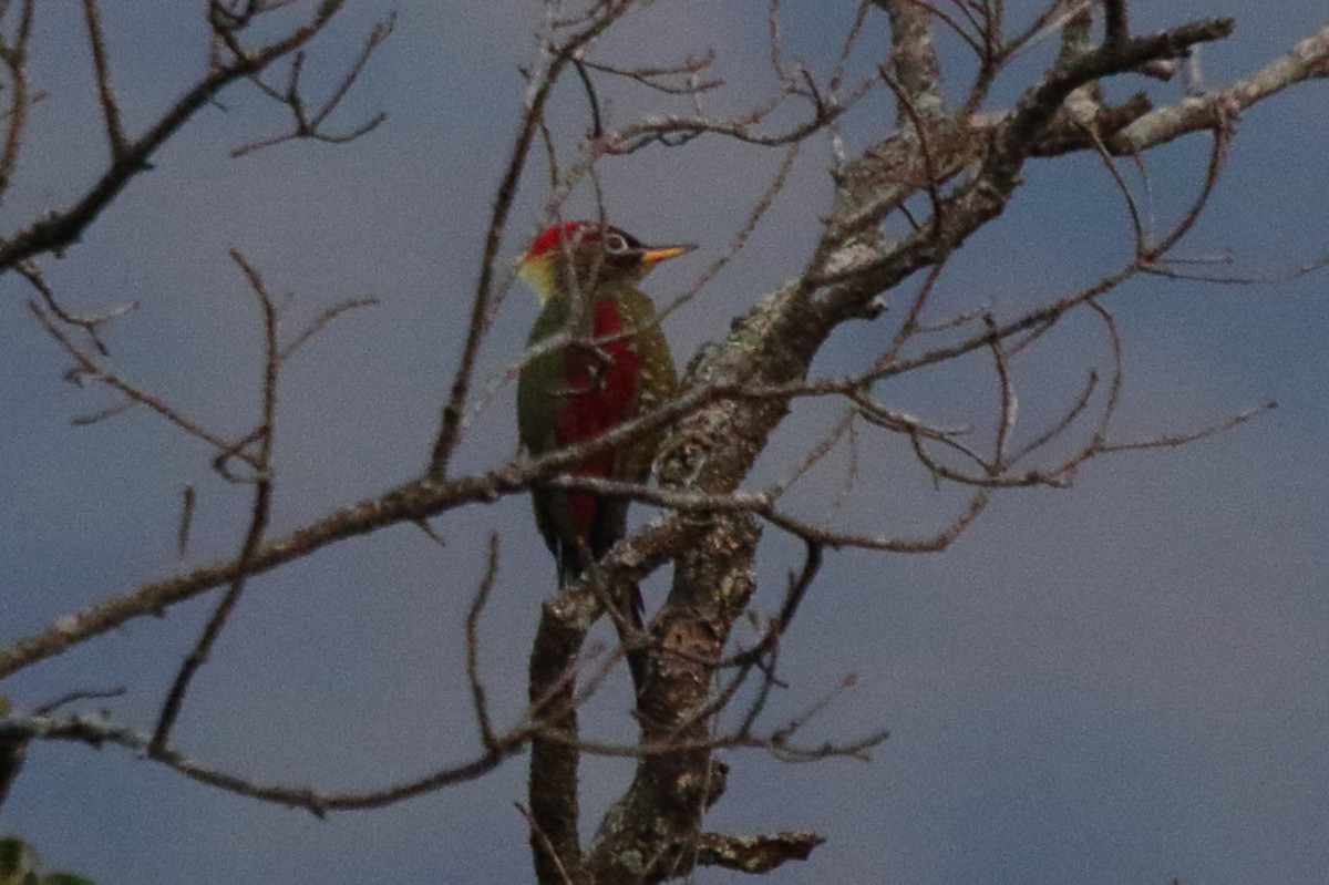 Crimson-winged Woodpecker - ML239398471