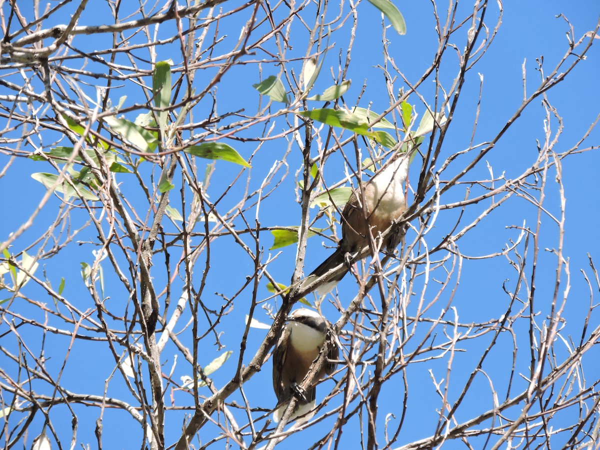 Gray-crowned Babbler - ML239400751