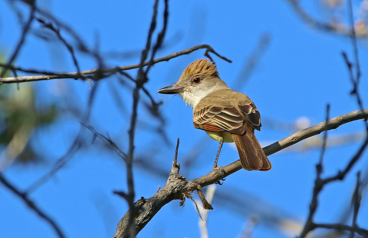 Brown-crested Flycatcher - Tim Avery