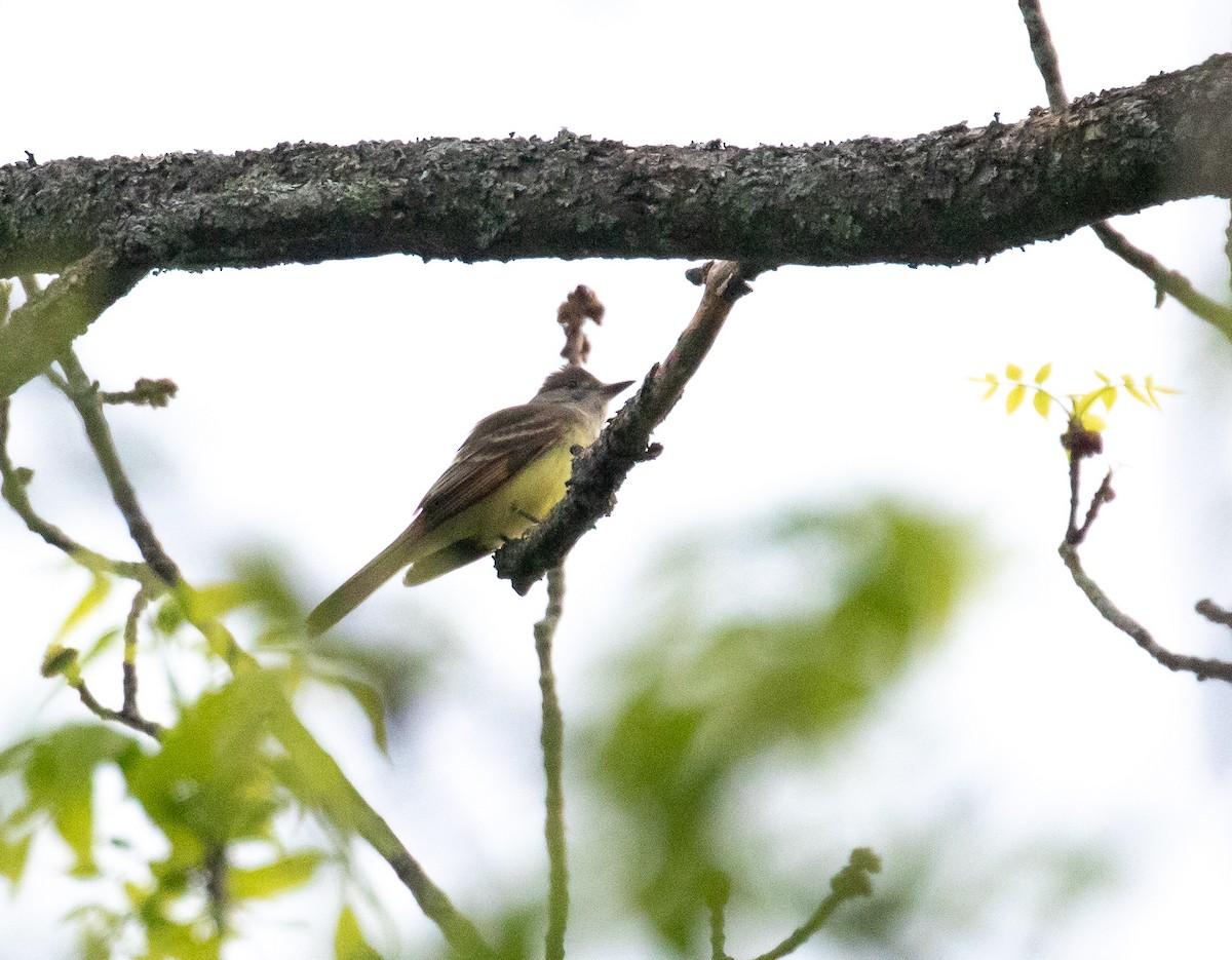 Great Crested Flycatcher - ML239403181