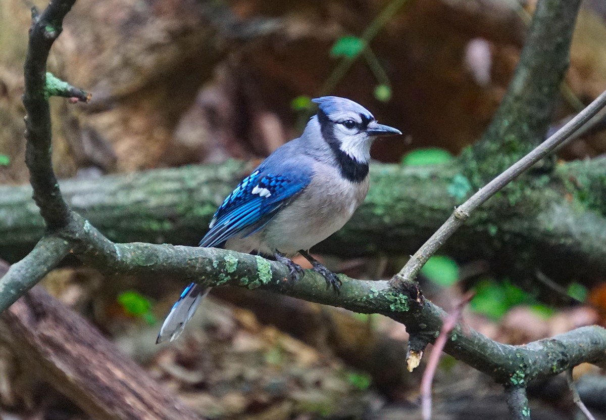 Blue Jay - Christopher DiPiazza