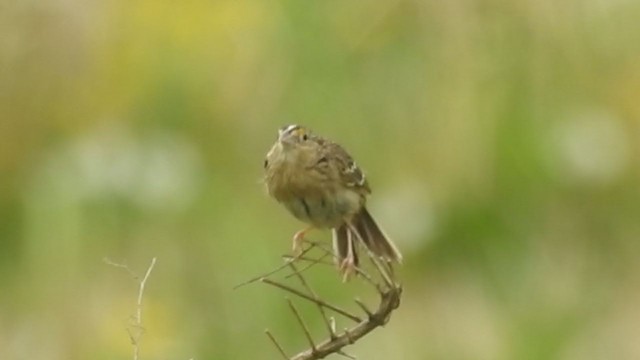 Grasshopper Sparrow - ML239403461