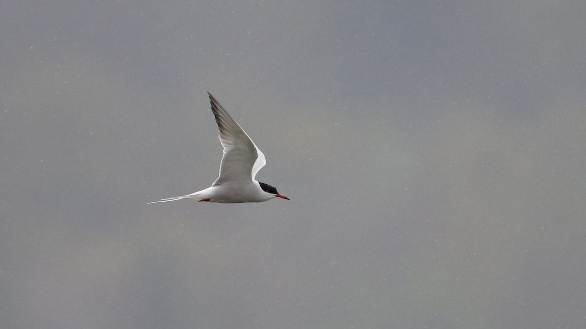 Common Tern - ML239404081