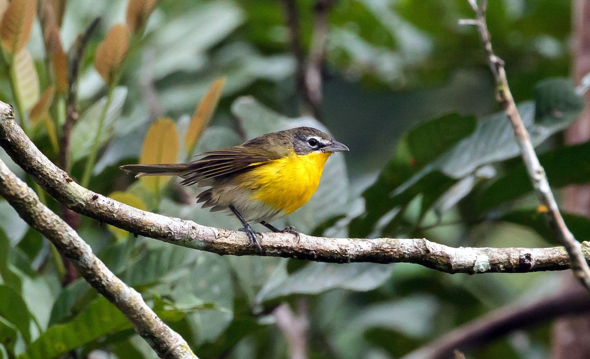 Yellow-breasted Chat - ML239413301