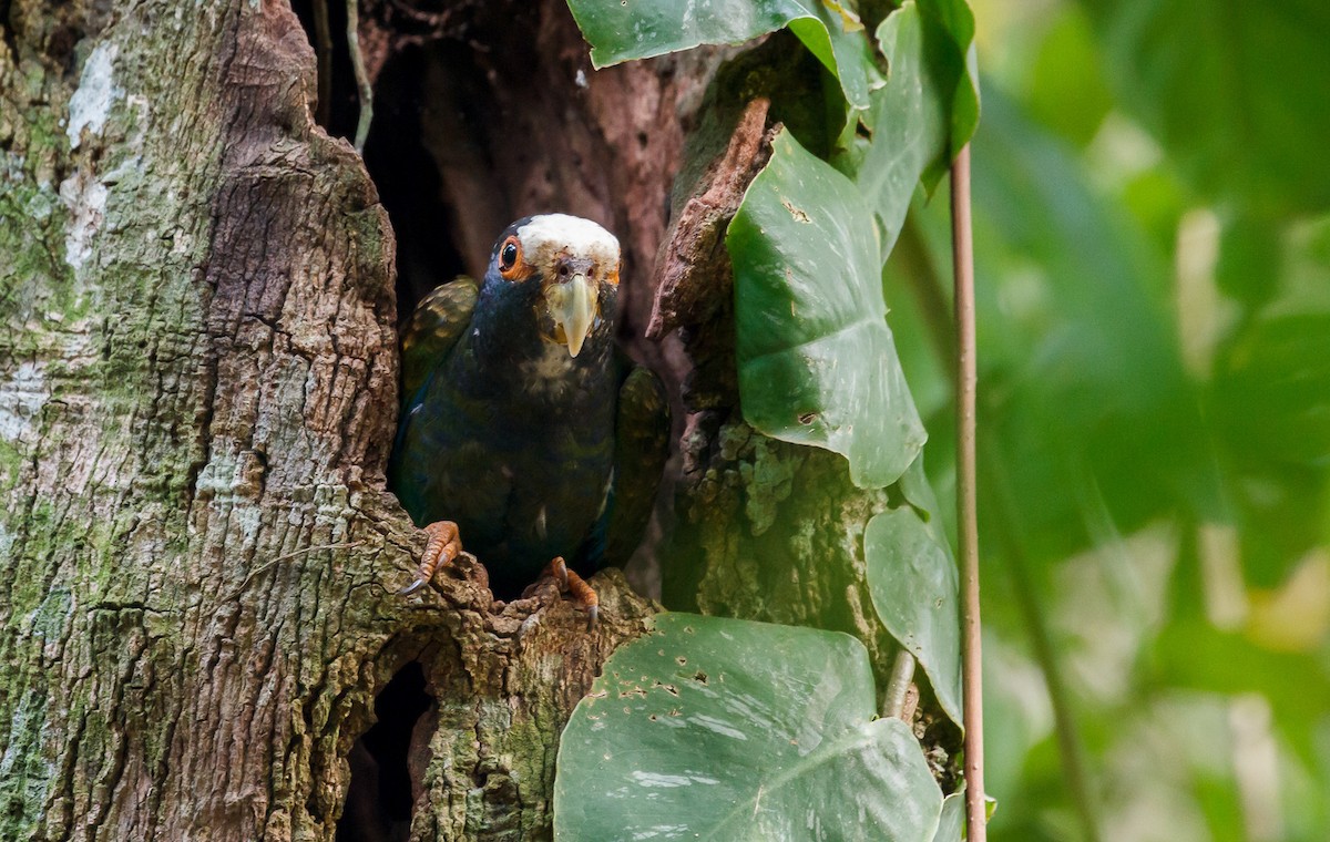 White-crowned Parrot - ML239413471