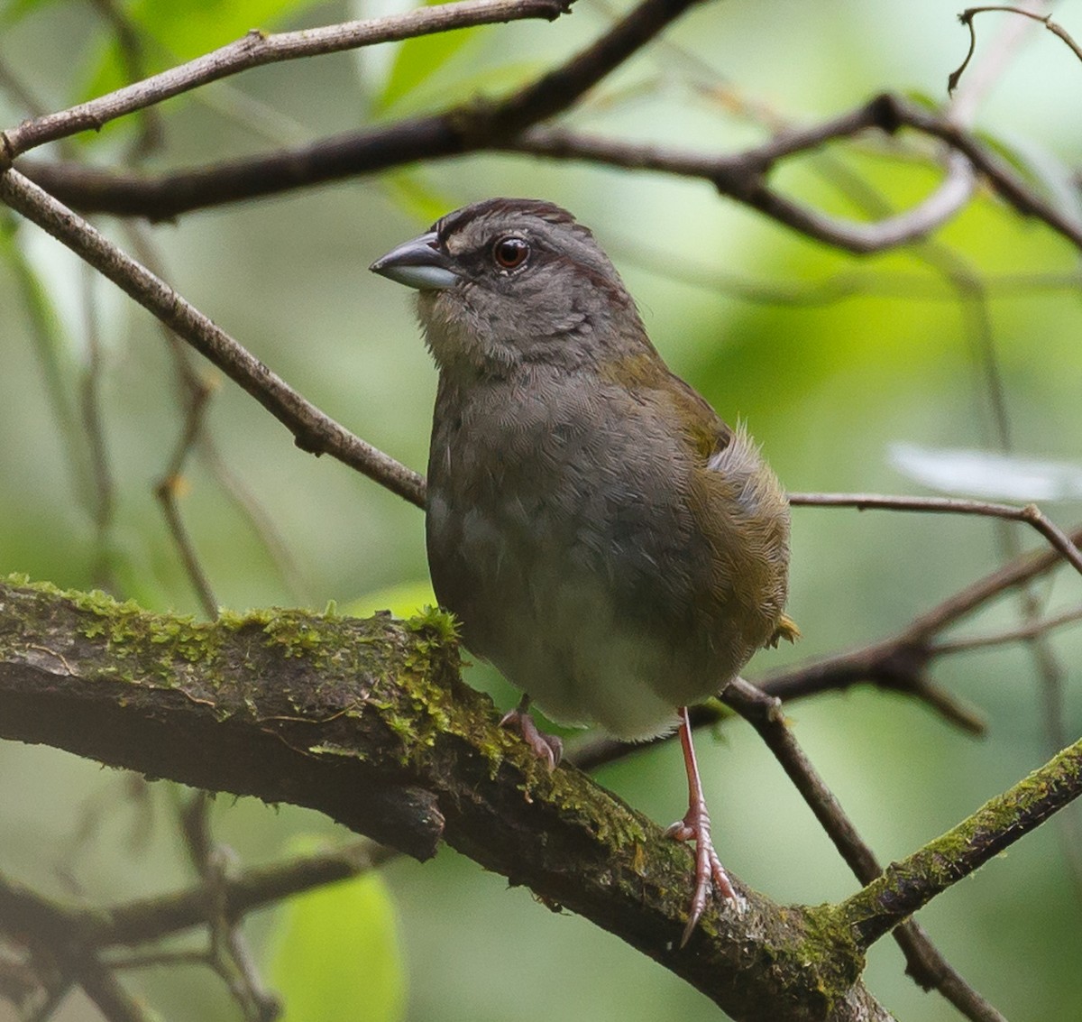Green-backed Sparrow - Rolando Chávez