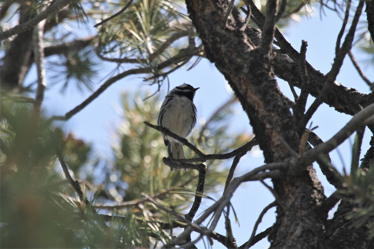 Black-throated Gray Warbler - ML239414541