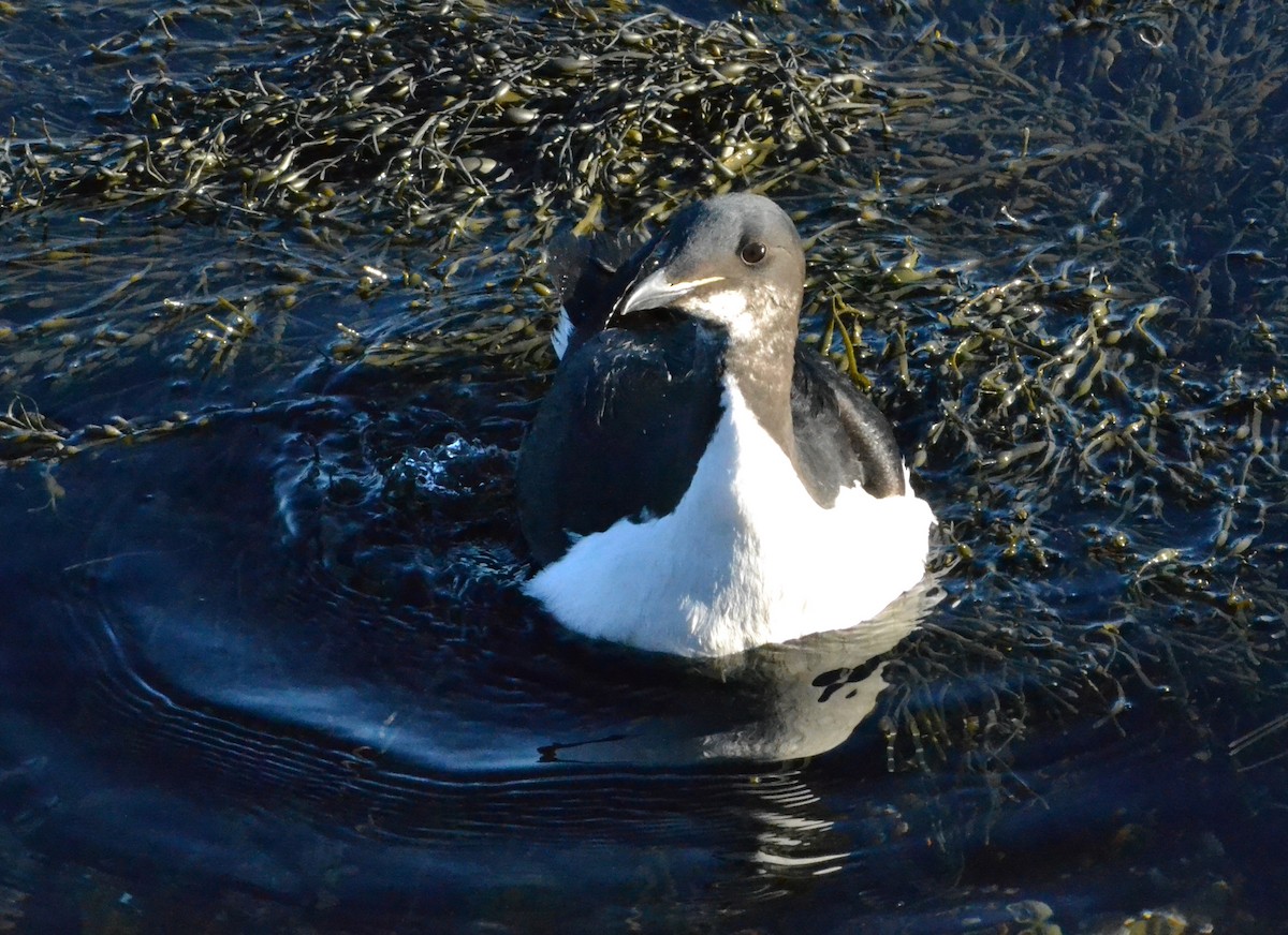Thick-billed Murre - ML23941681