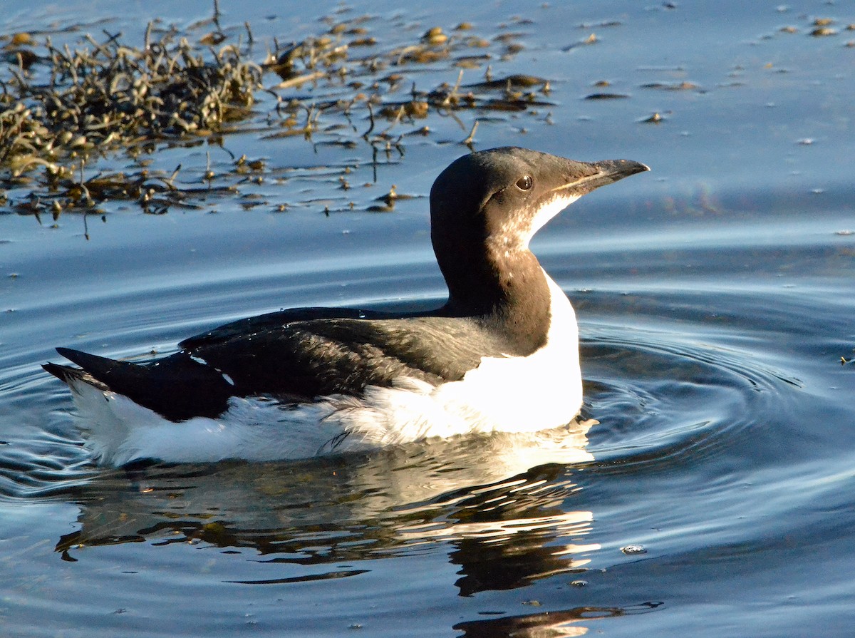 Thick-billed Murre - ML23941721