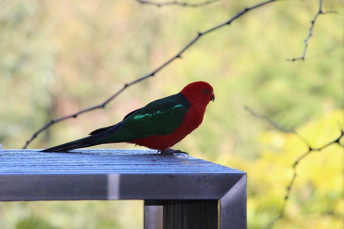 Australian King-Parrot - ML239417251