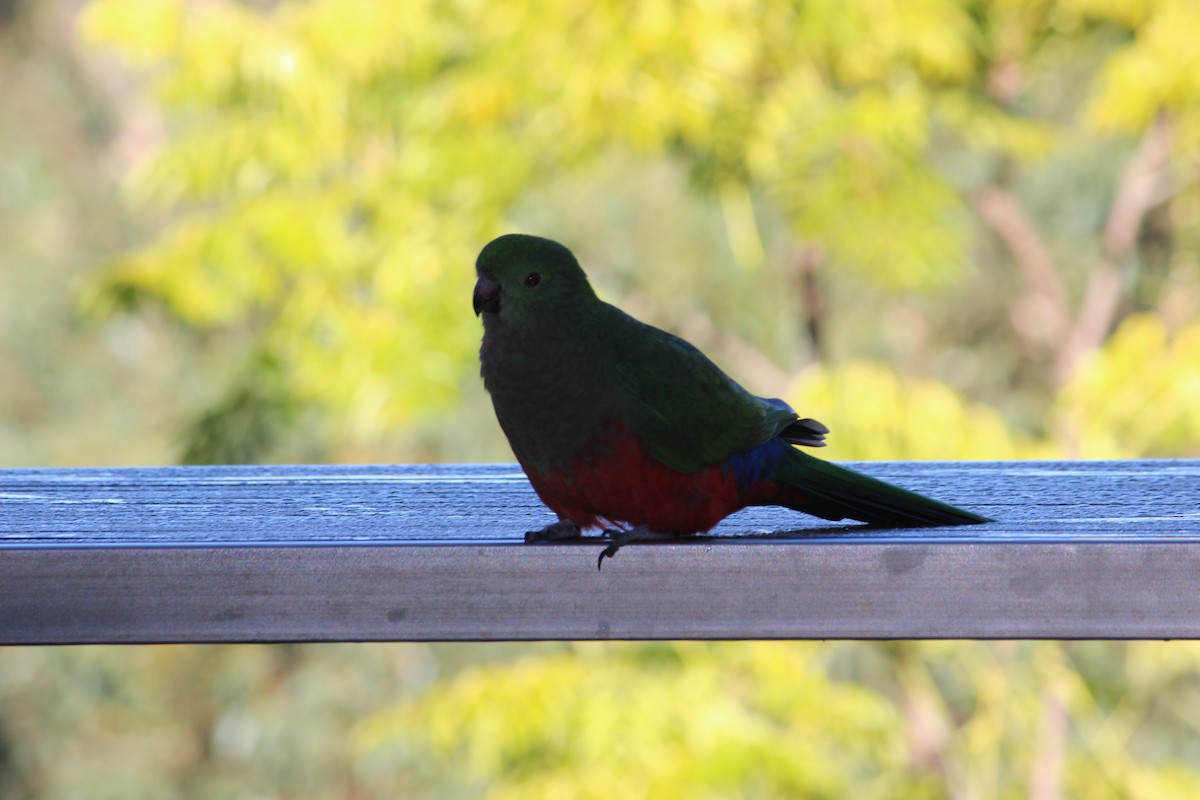 Australian King-Parrot - Sean Arbuthnot