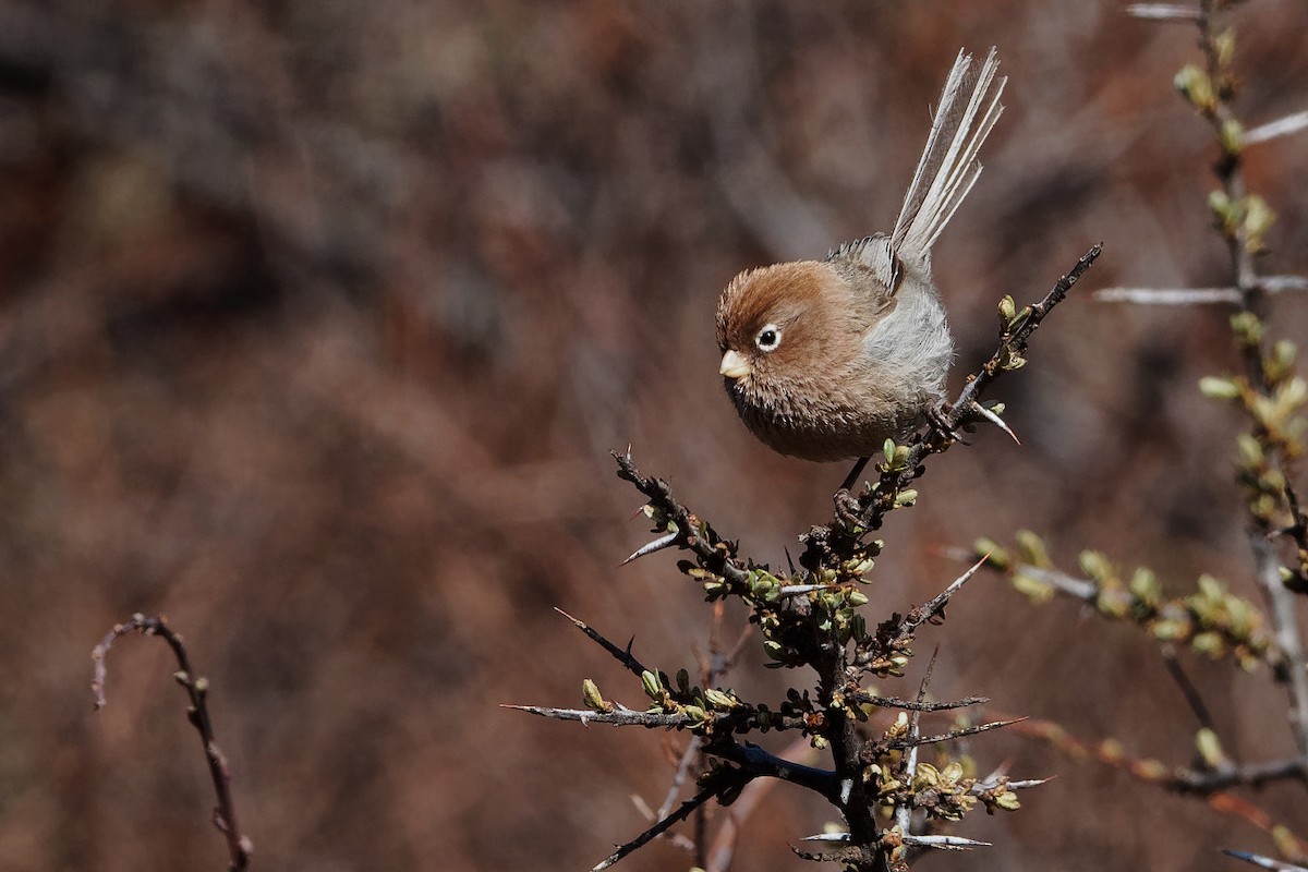 Spectacled Parrotbill - ML239418381