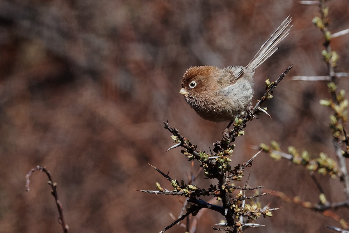 Spectacled Parrotbill - ML239418391