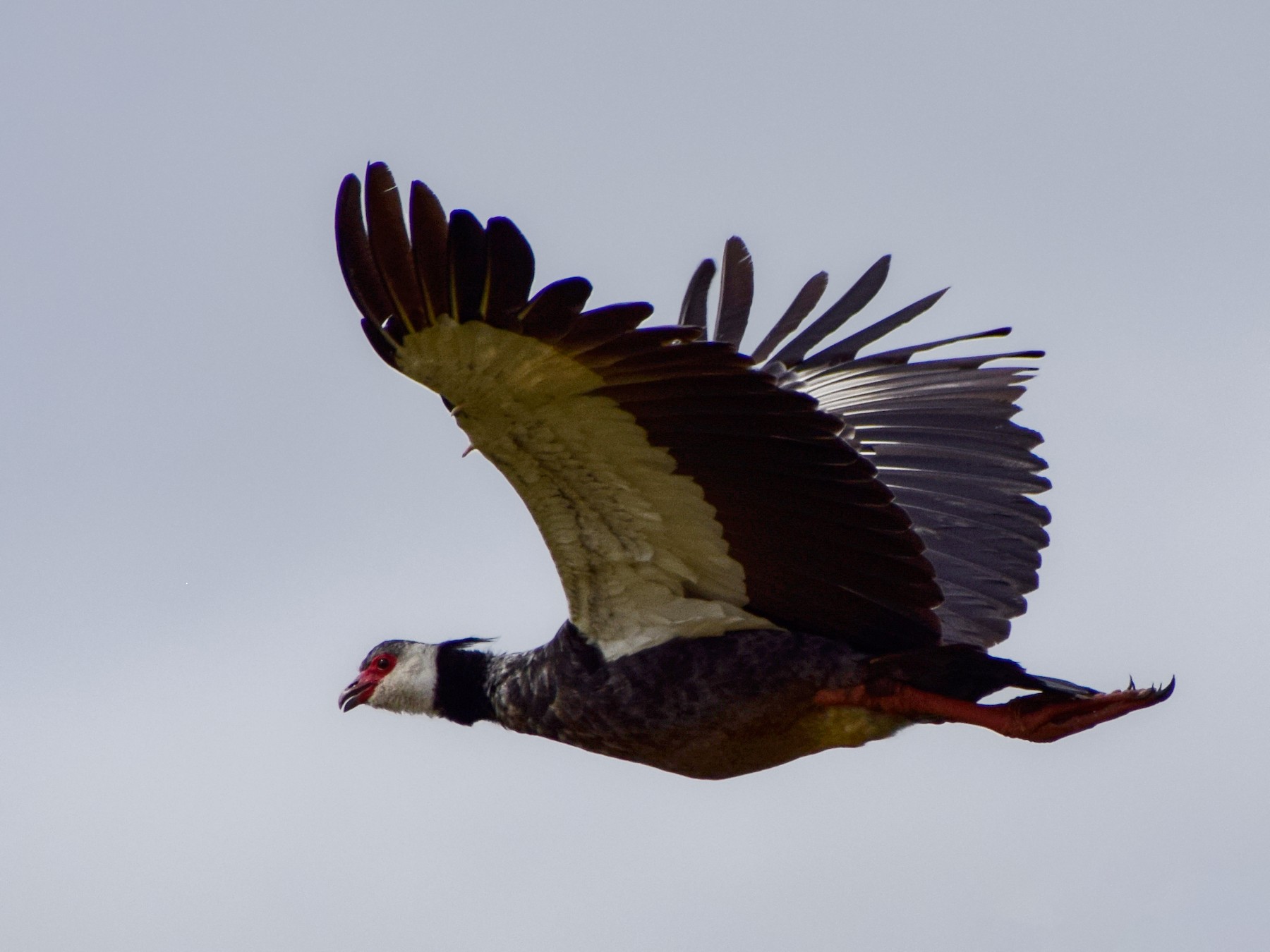 Northern Screamer - Julian Hoyos