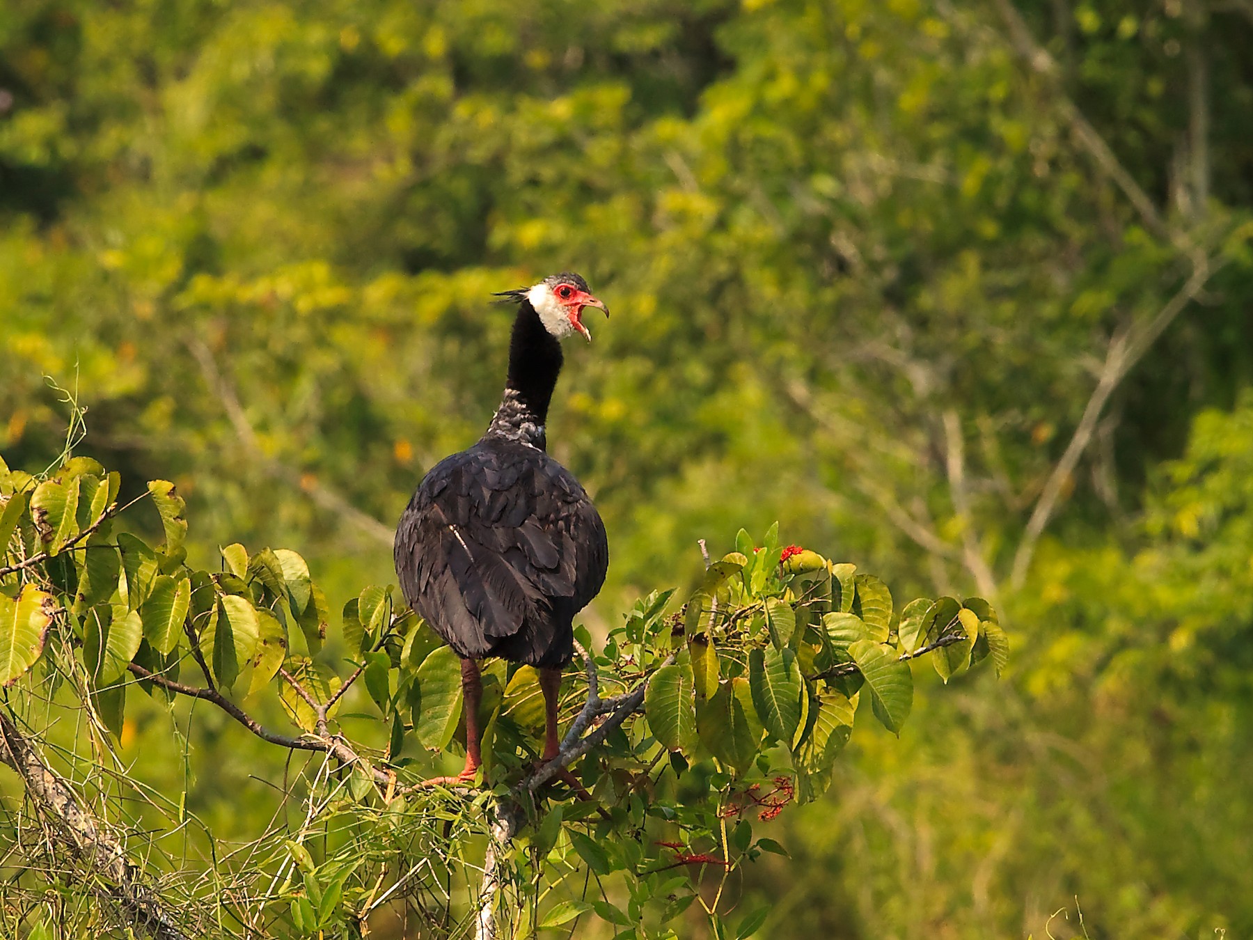 Northern Screamer - Nigel Voaden