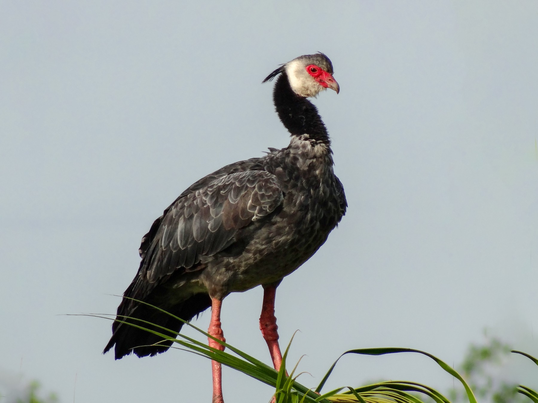 Northern Screamer - Yanira Cifuentes Sarmiento