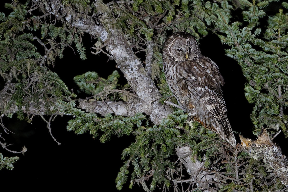 Ural Owl (Pere David's) - ML239420071