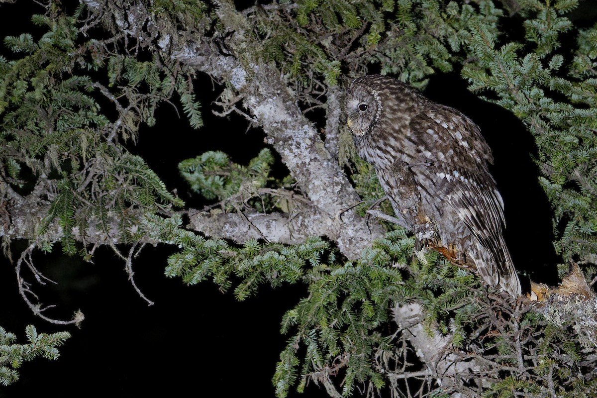 Ural Owl (Pere David's) - ML239420091