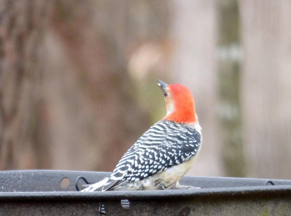 Red-bellied Woodpecker - ML23942171