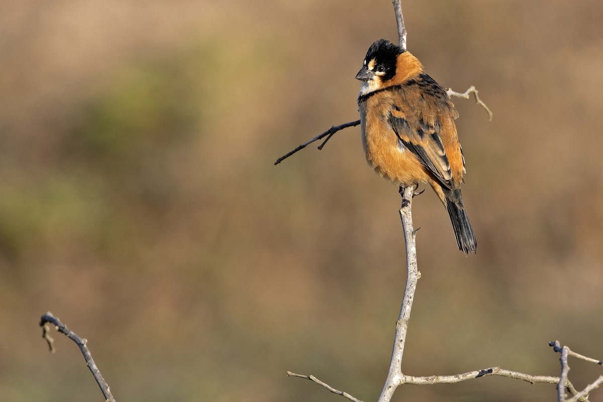 Rusty-collared Seedeater - ML239422191