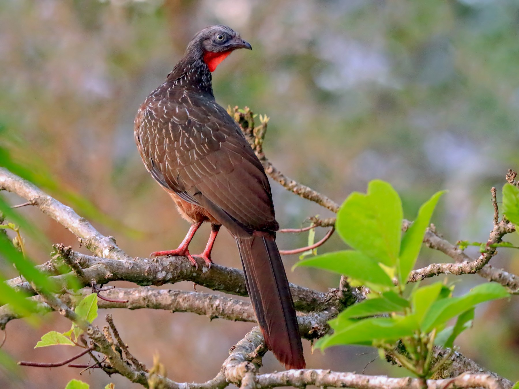 Band-tailed Guan - Phillip Edwards