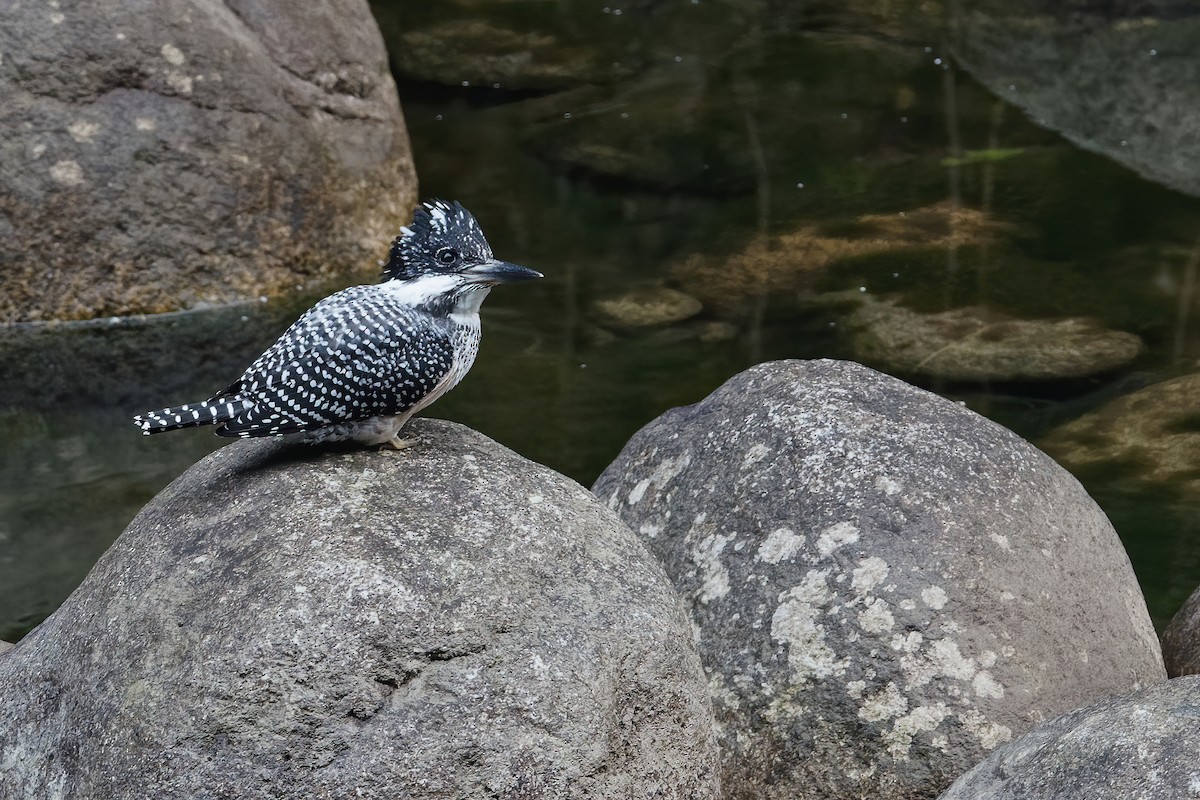 Crested Kingfisher - Vincent Wang