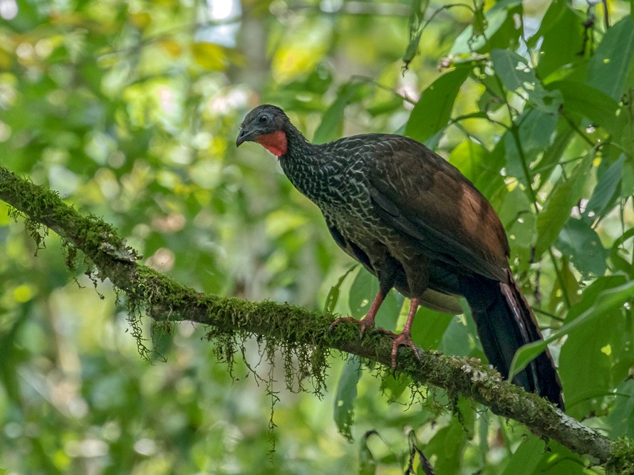 Pava del Cauca eBird