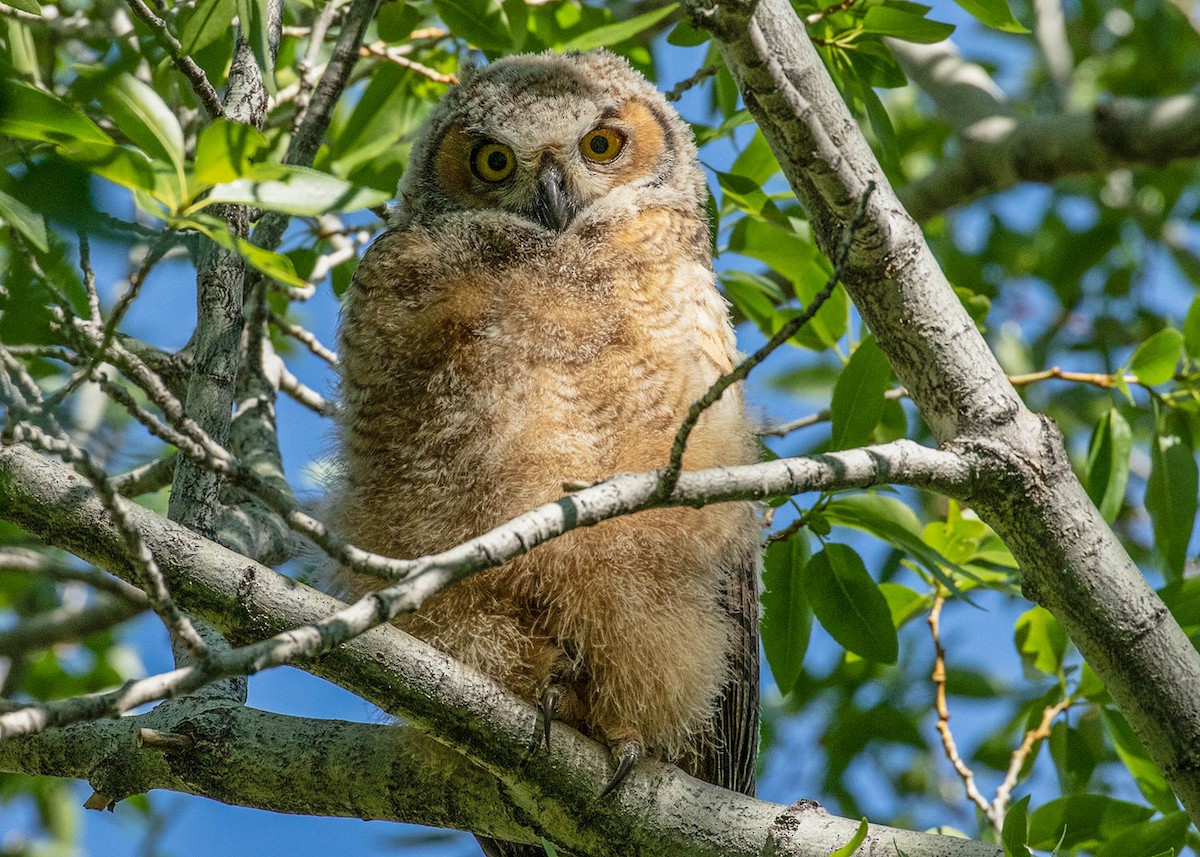 Great Horned Owl - ML239426671