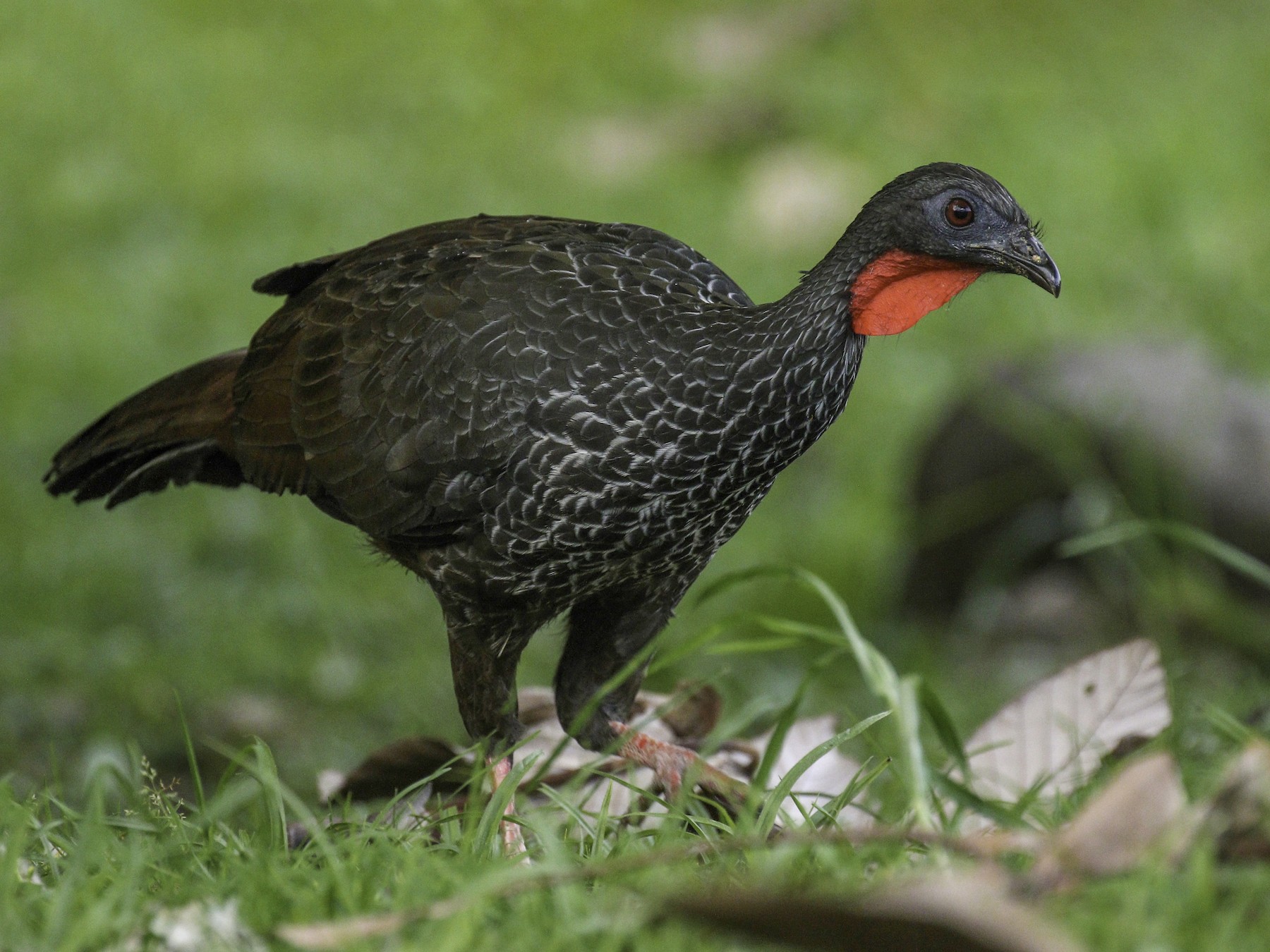 Cauca Guan - eBird