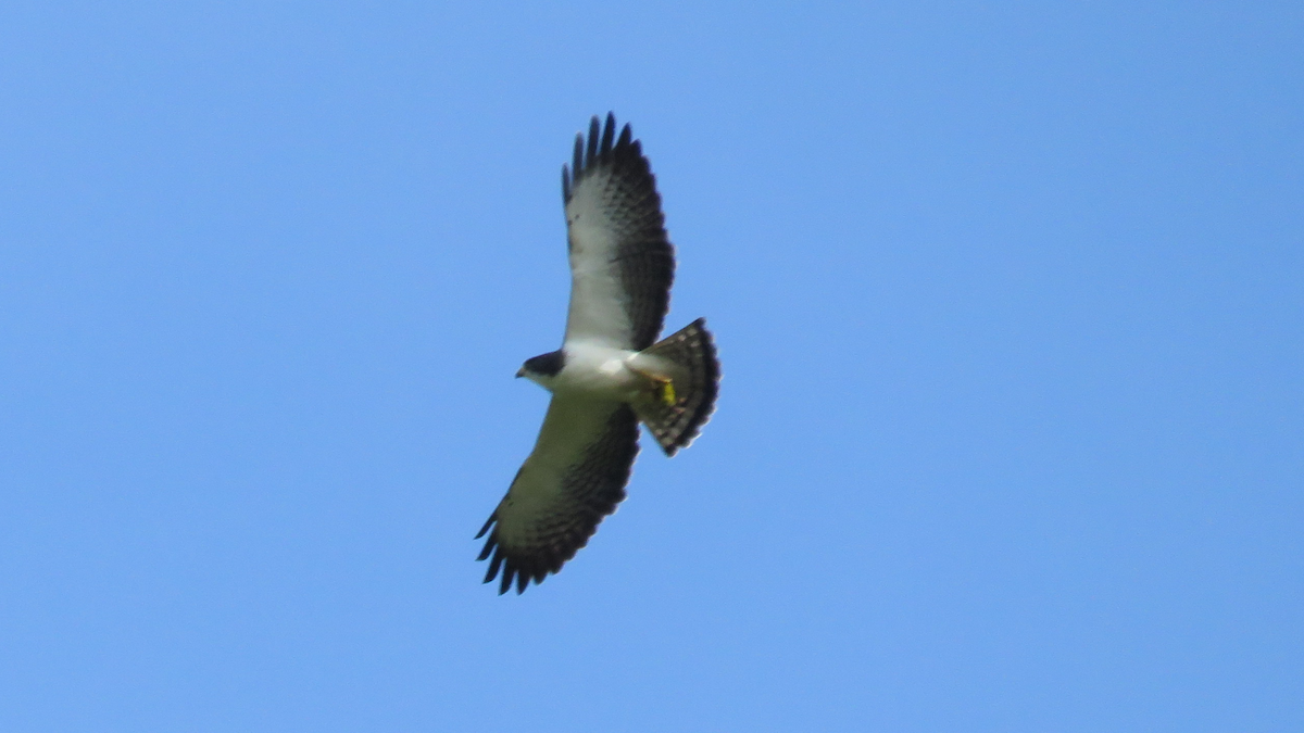 Short-tailed Hawk - Ruben  Stoll