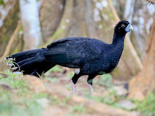  - Blue-billed Curassow