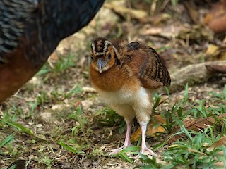 クオリコウカ 楽天市場】おり釣具 船竿 青物 キハダ ロッド 二代目 青物