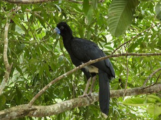 adultes Männchen - Juan Diego Castillo - ML239431411