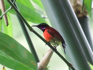  - Purple-throated Sunbird
