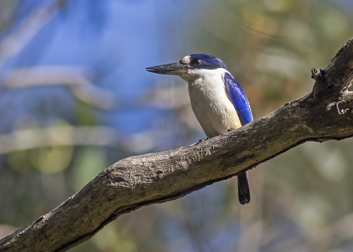 Forest Kingfisher - ML239432961