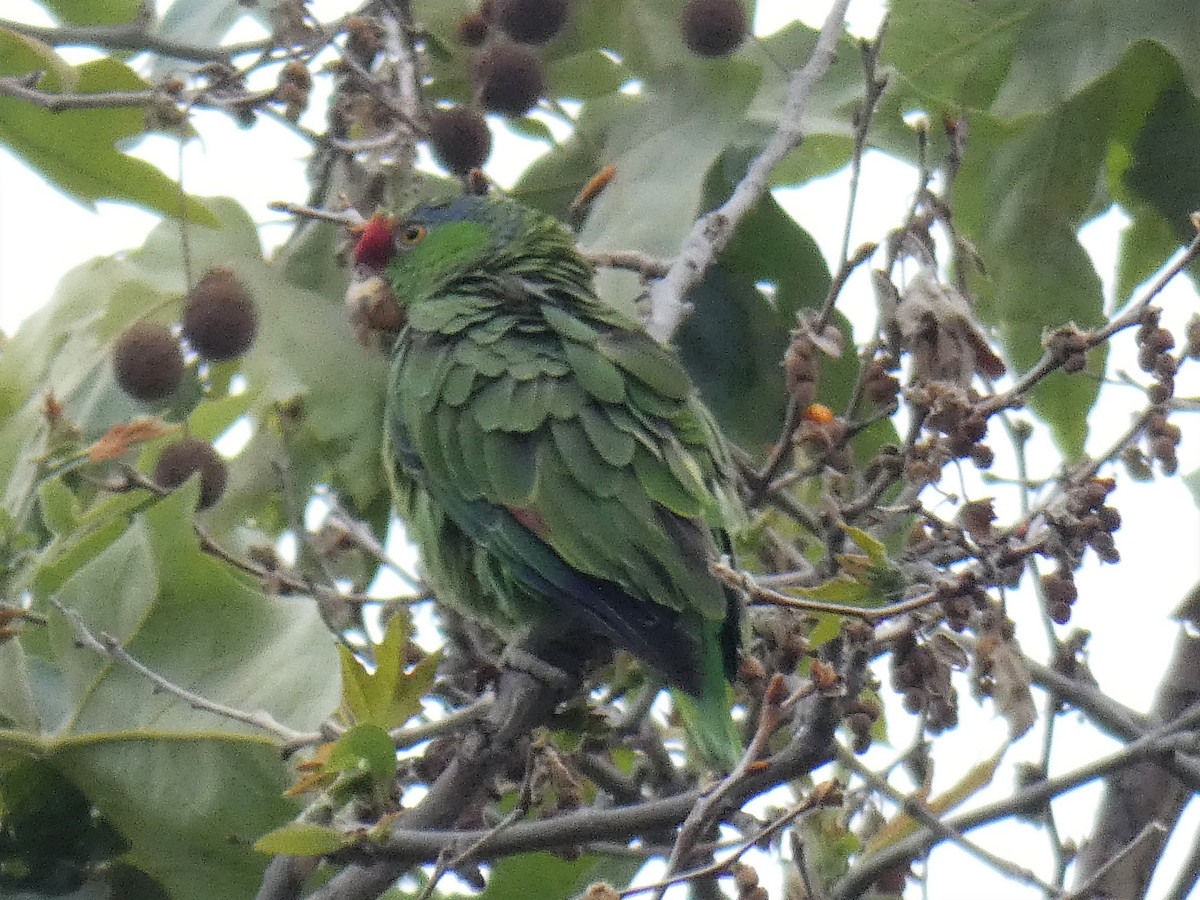 Lilac-crowned Parrot - ML239433471