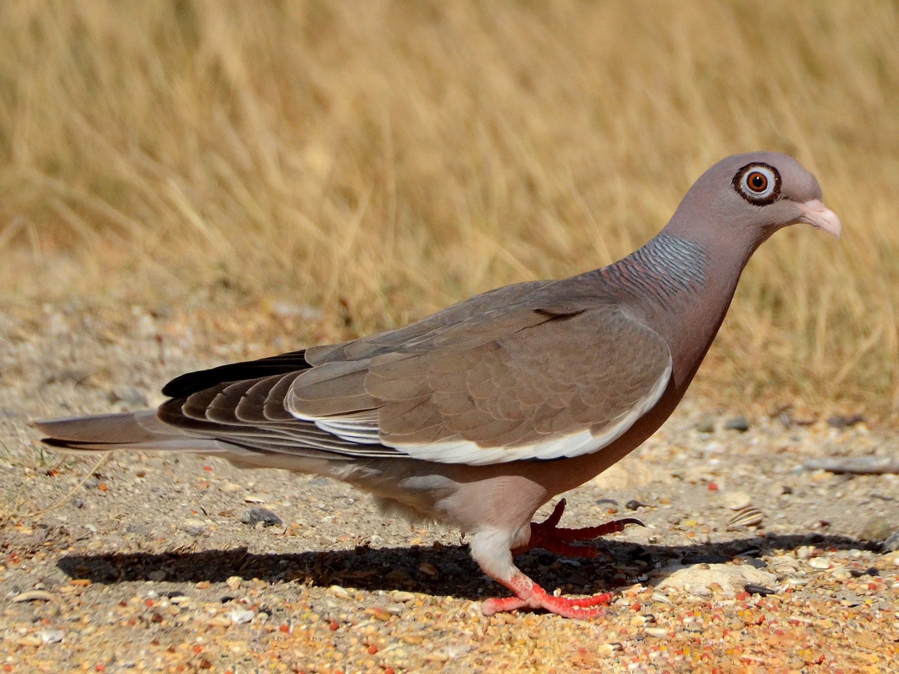 Bare-eyed Pigeon - Steven Mlodinow