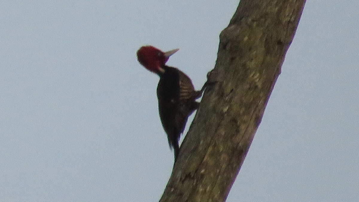 Pale-billed Woodpecker - ML23943791