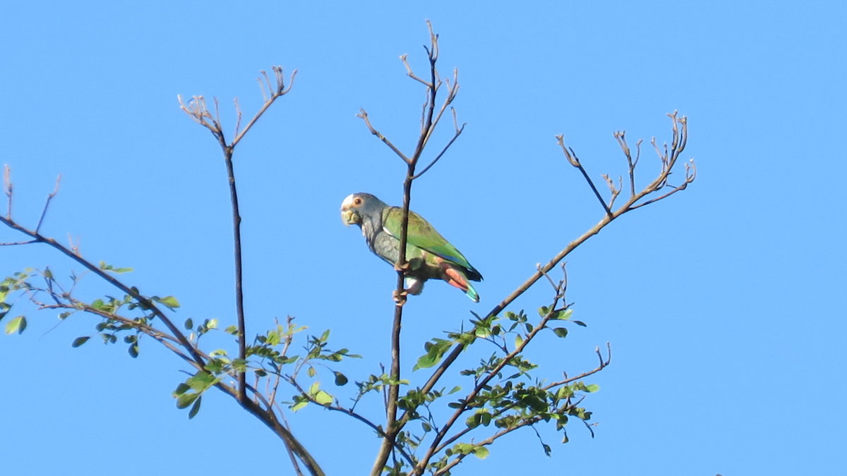 White-crowned Parrot - ML23943821