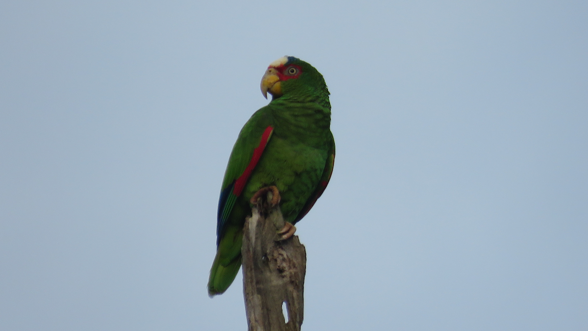 White-fronted Parrot - ML23943831